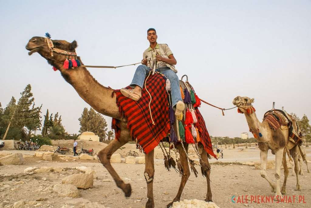 Wielbłądy na Saharze. puzzle online