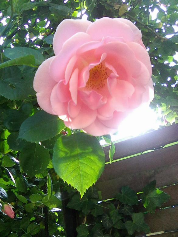 Róża w słoneczny dzień puzzle online