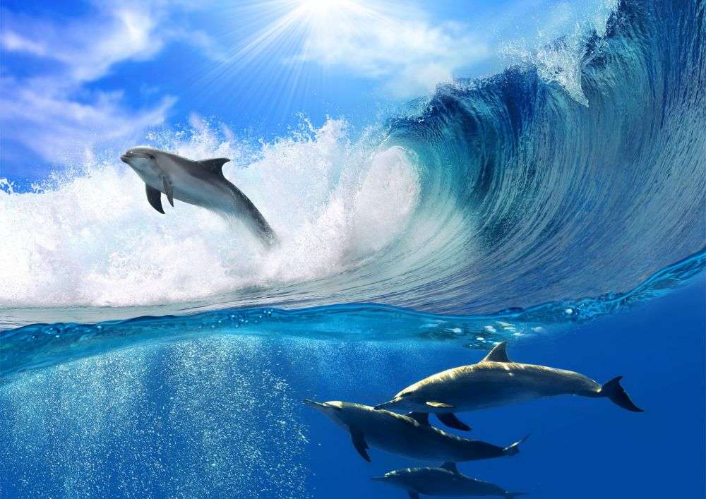 Piękne delfiny puzzle online
