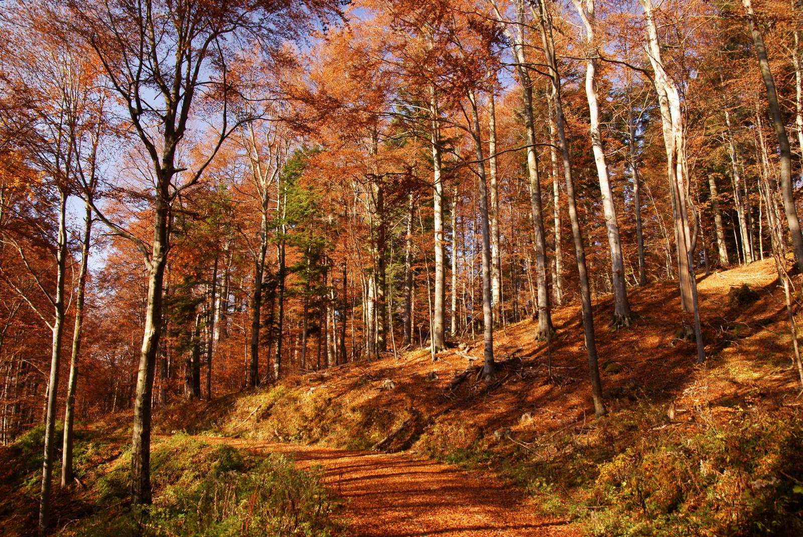 krajobraz jesienny puzzle online
