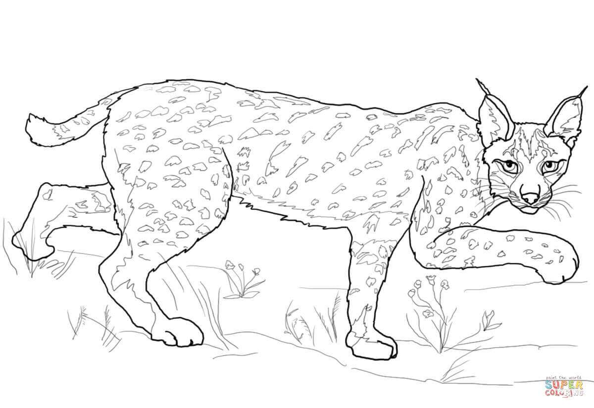 Lynx sau carne de porc puzzle