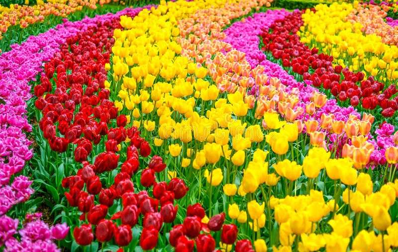 kolorowe tulipany puzzle online