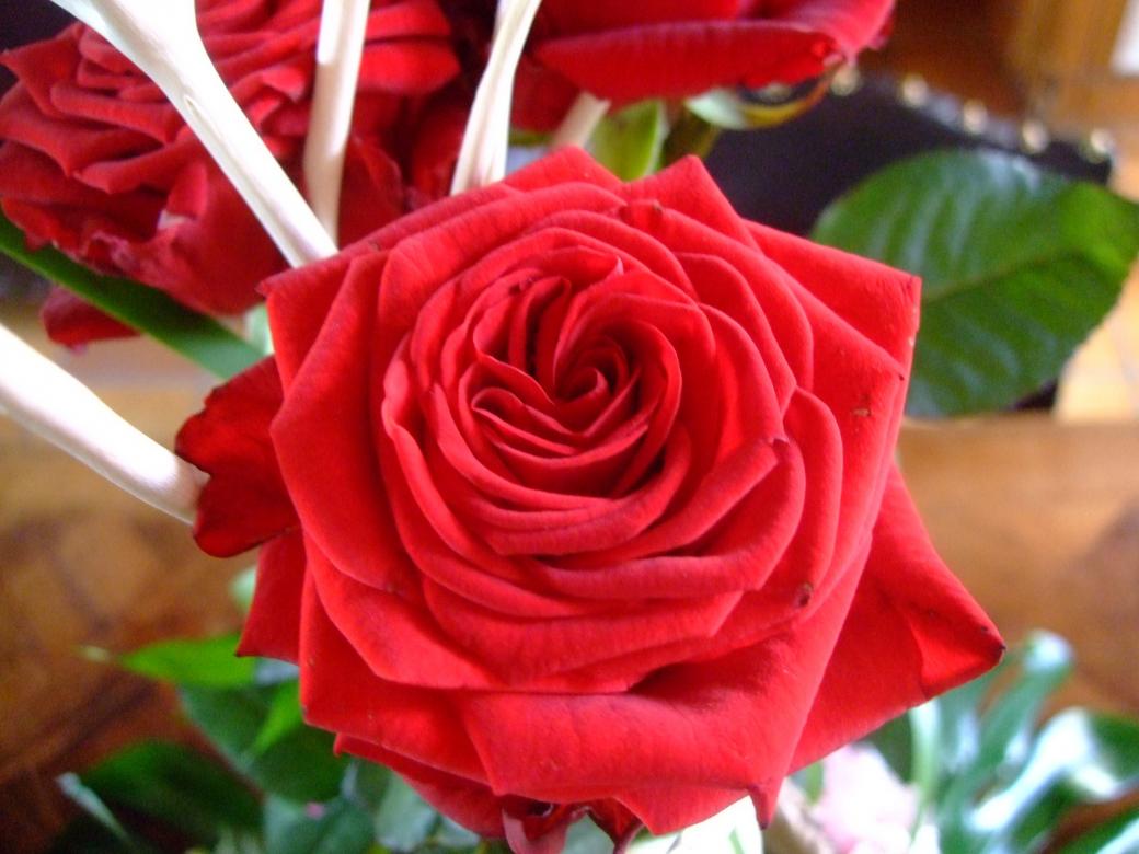 róże róże śpiewały puzzle online