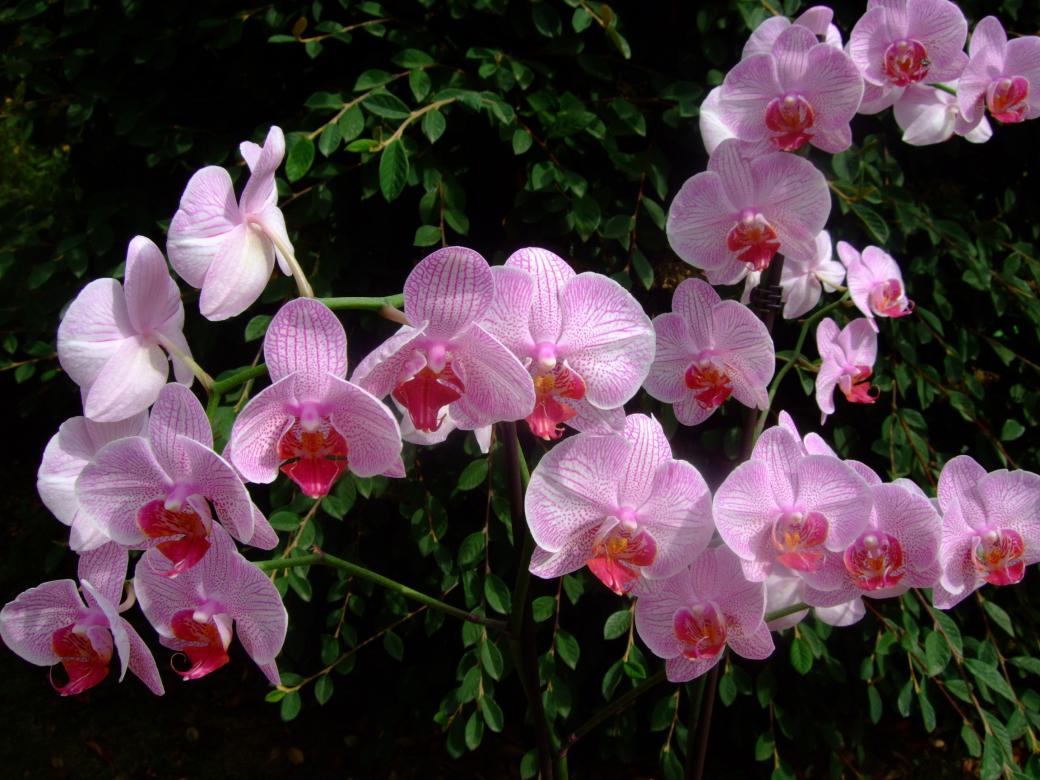 orchidée rose puzzle online