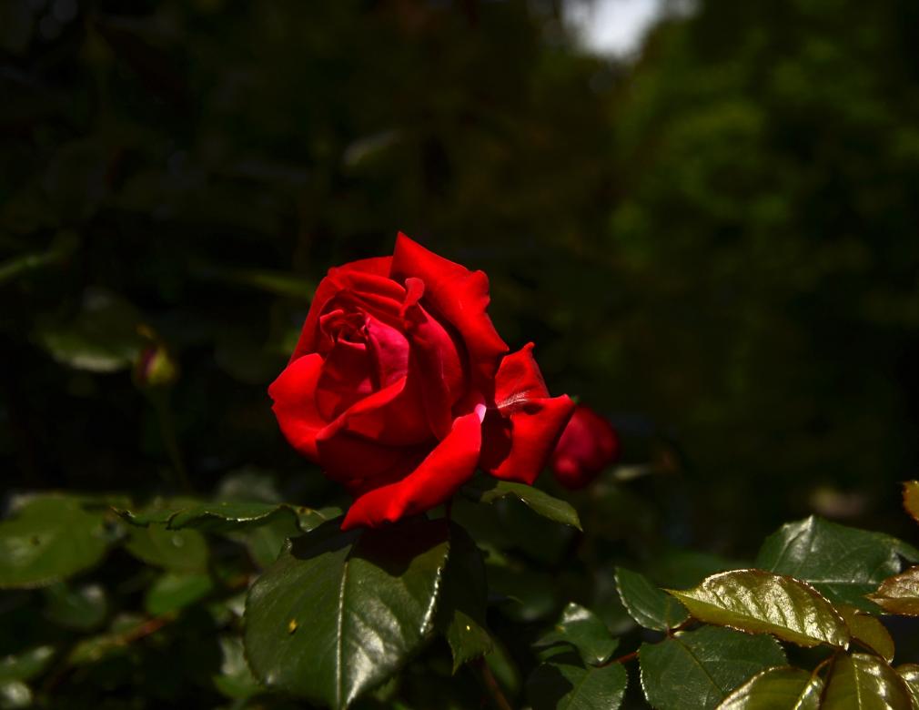 roses du rhin puzzle online