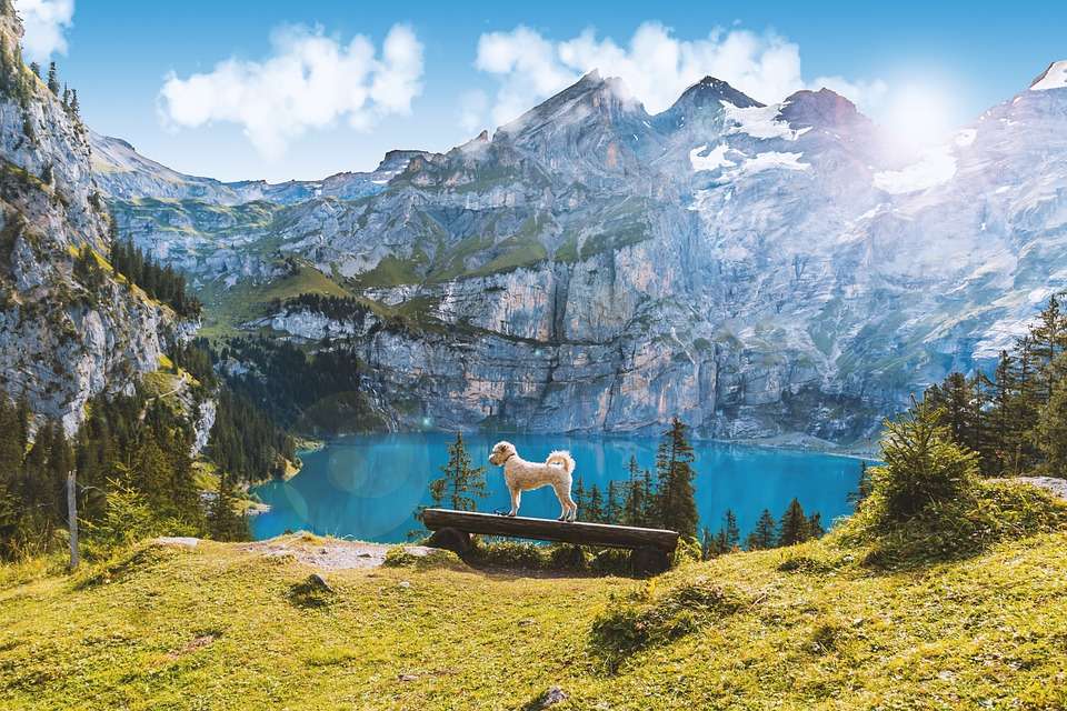 Malowniczy krajobraz z psem . puzzle online