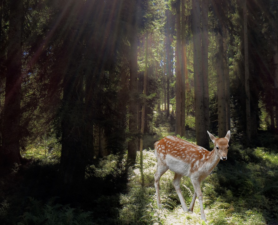 Malutka Bambi w lesie puzzle online