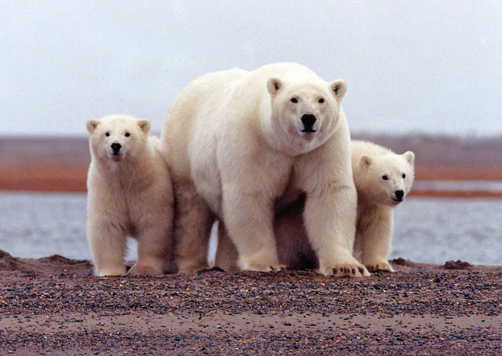 Niedźwiedzie polarne puzzle online