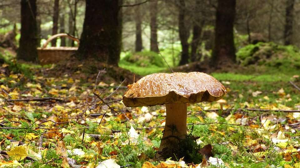 Duży grzyb w lesie . puzzle online