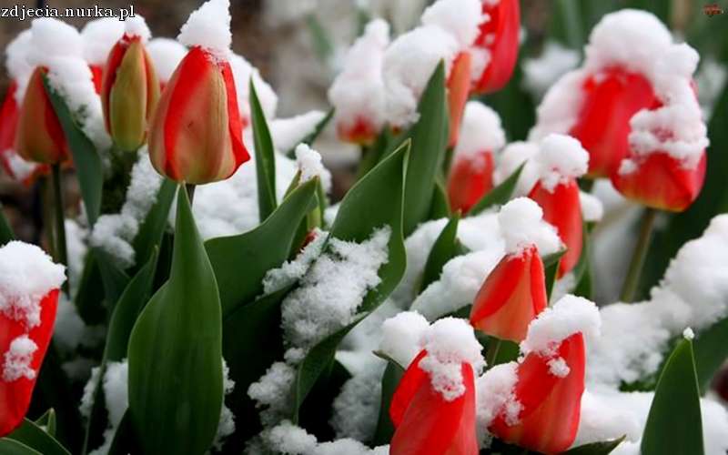 Tulipany w śniegu puzzle online