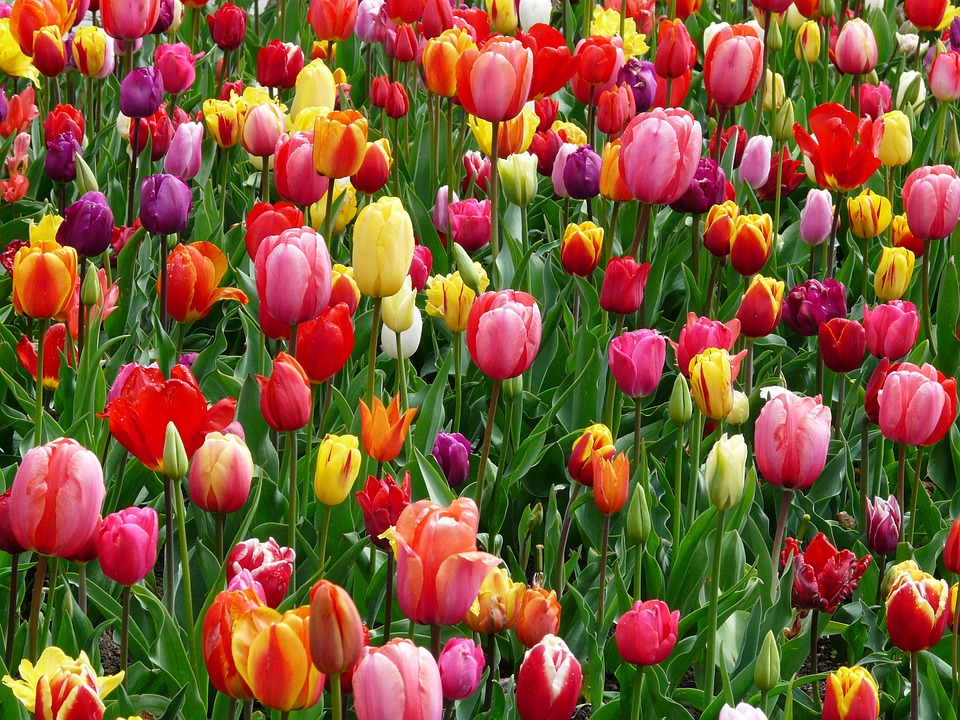 Całe poletko tulipanów puzzle online
