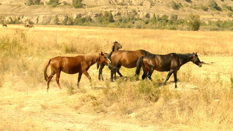 Konie na kirgizkim stepie puzzle online