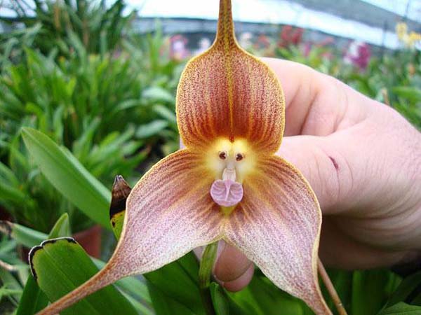 Orchidea jak twarz małpki puzzle online