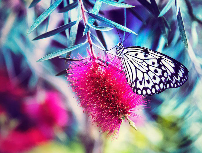 Kolorowy motyl puzzle online