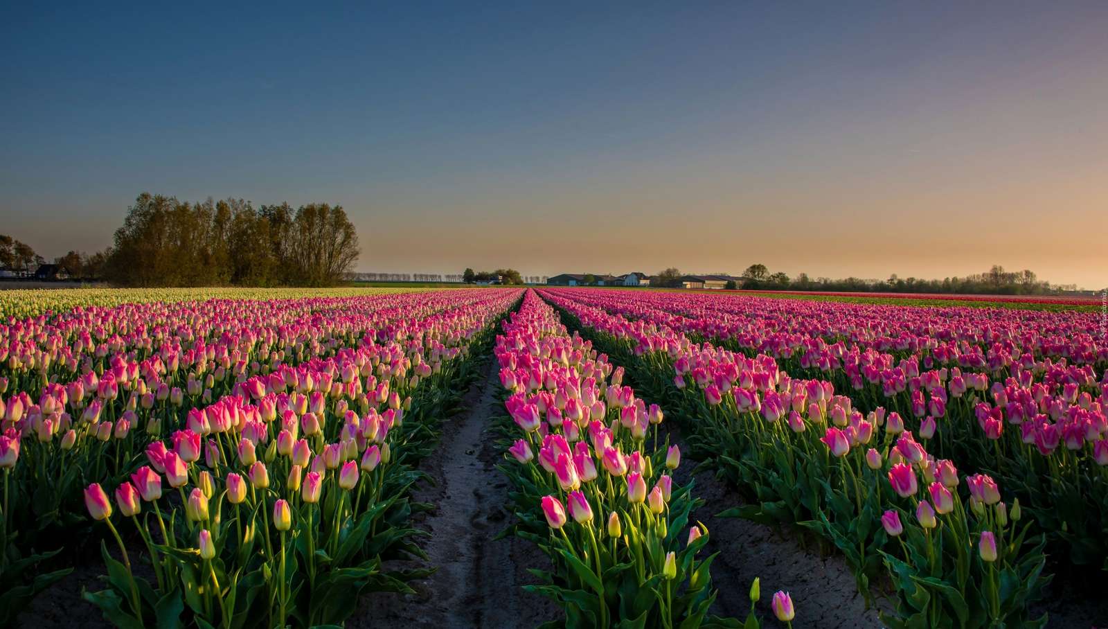 Pole tulipanowe puzzle online