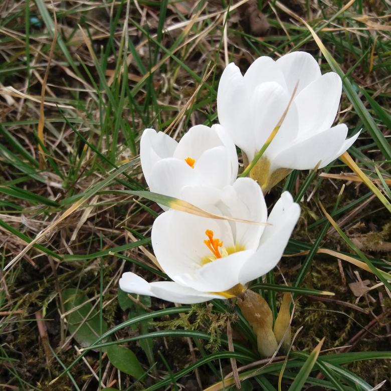 wiosenne kwiatki w ogródku puzzle online