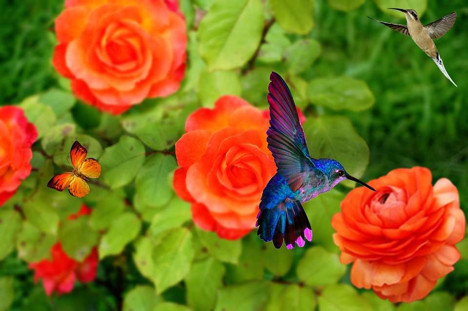 Koliber i czerwone róże . puzzle online