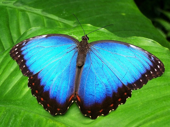 Niebieski motyl. puzzle online