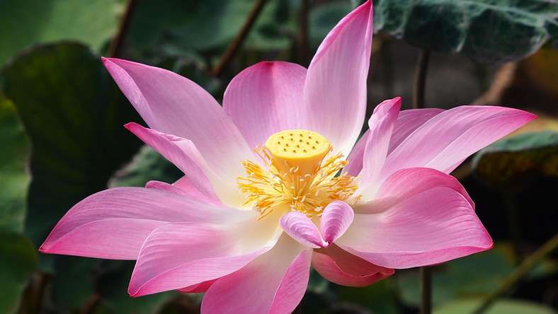 Kwiat lotosu puzzle online