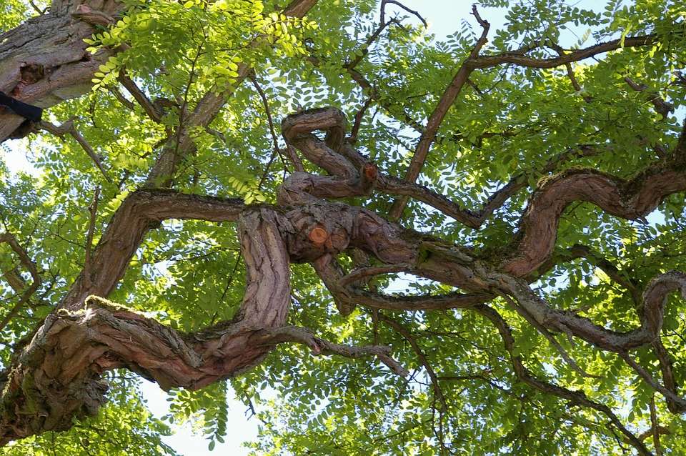 Konary starego drzewa puzzle online