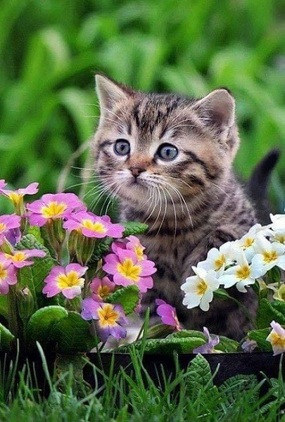Kitty, Drodzy i słodcy kotki puzzle online
