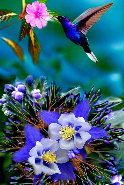 Mały Koliber i Różowy Kwiat . puzzle online