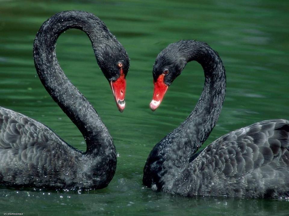 Två vackra svarta svanar. pussel