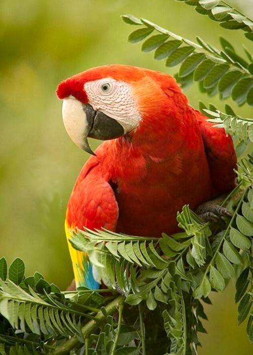 Piękna kolorowa papuga . puzzle online
