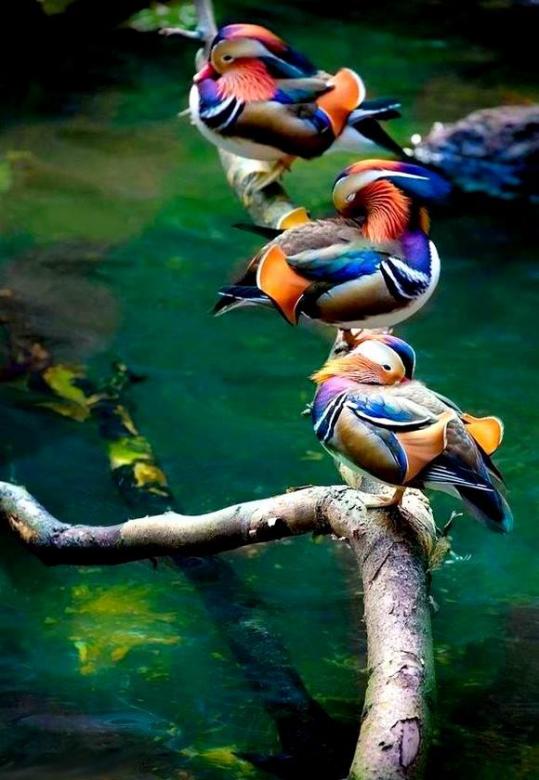 Kolorowe ptaki na gałęzi . puzzle online