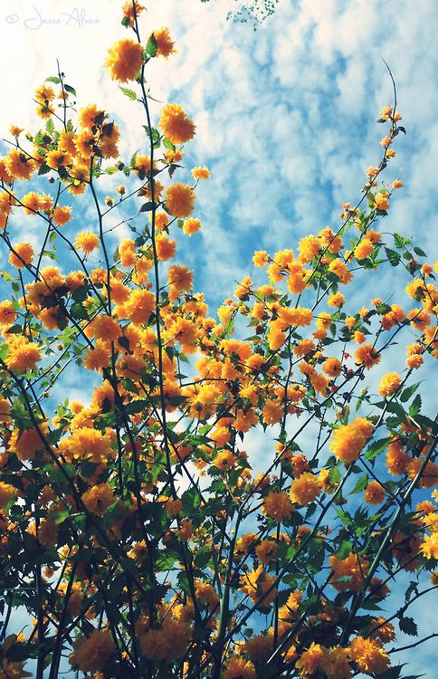 Żółty krzew puzzle online