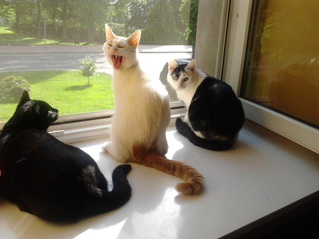 koty przy oknie puzzle online