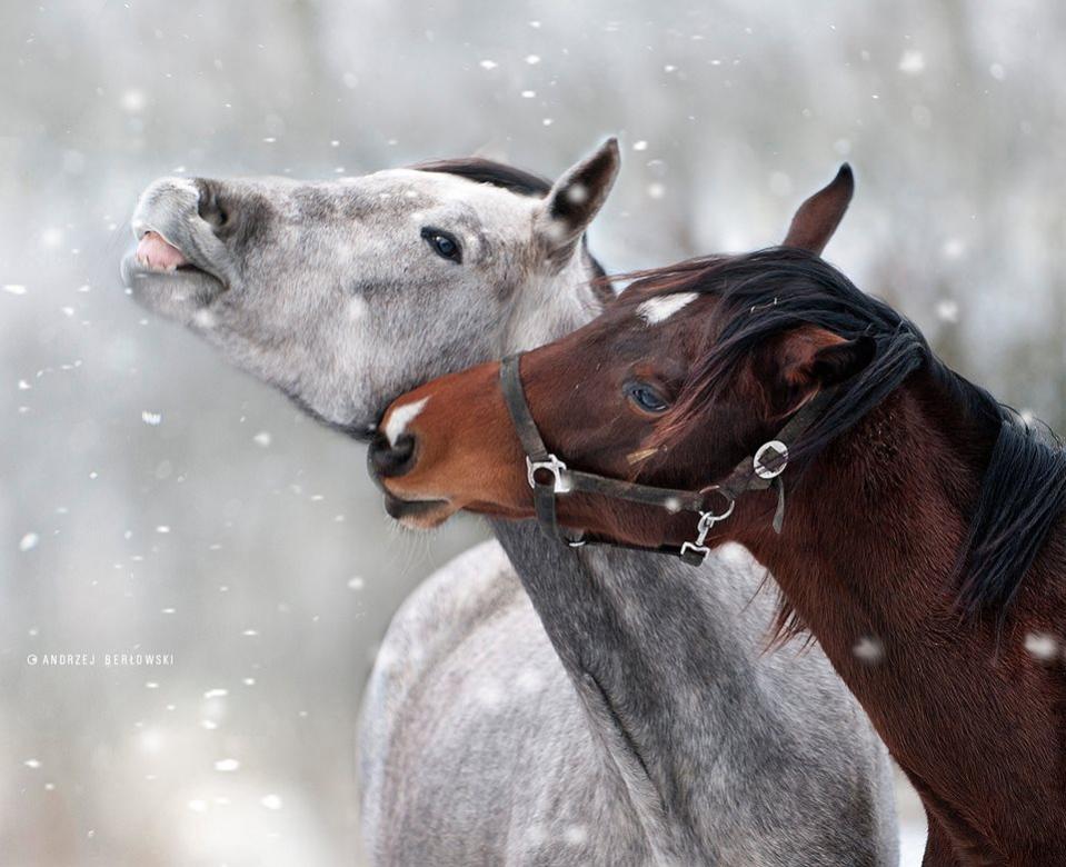 Dwa piękne konie . puzzle online