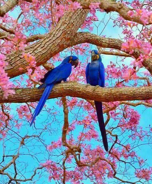 Dwie niebieskie papugi puzzle online