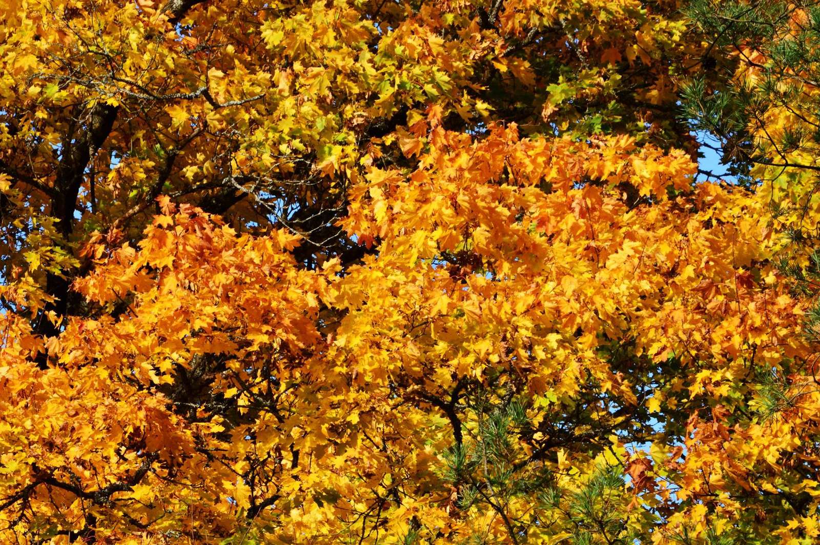 uroki jesieni, Jesienne liście puzzle online