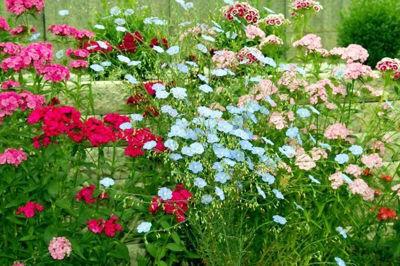 Kolorowe kwiaty ogrodowe. puzzle online