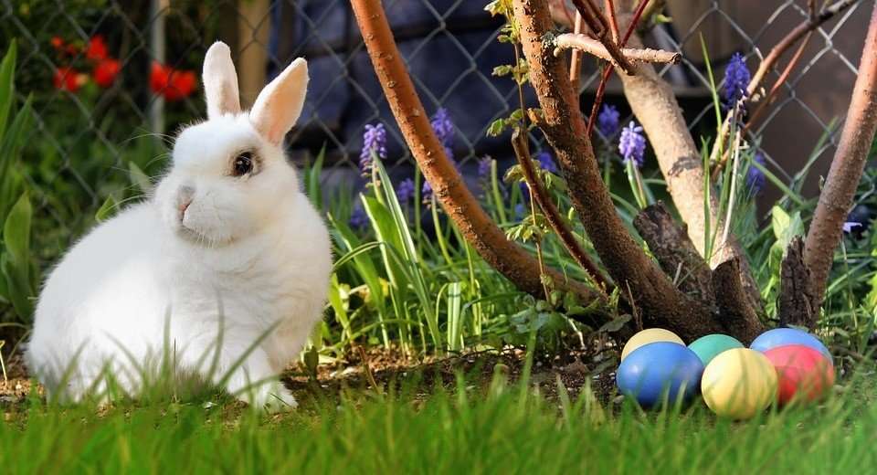 Wielkanocny króliczek puzzle online
