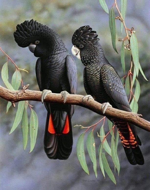 Dwie Czarne Papugi . puzzle online