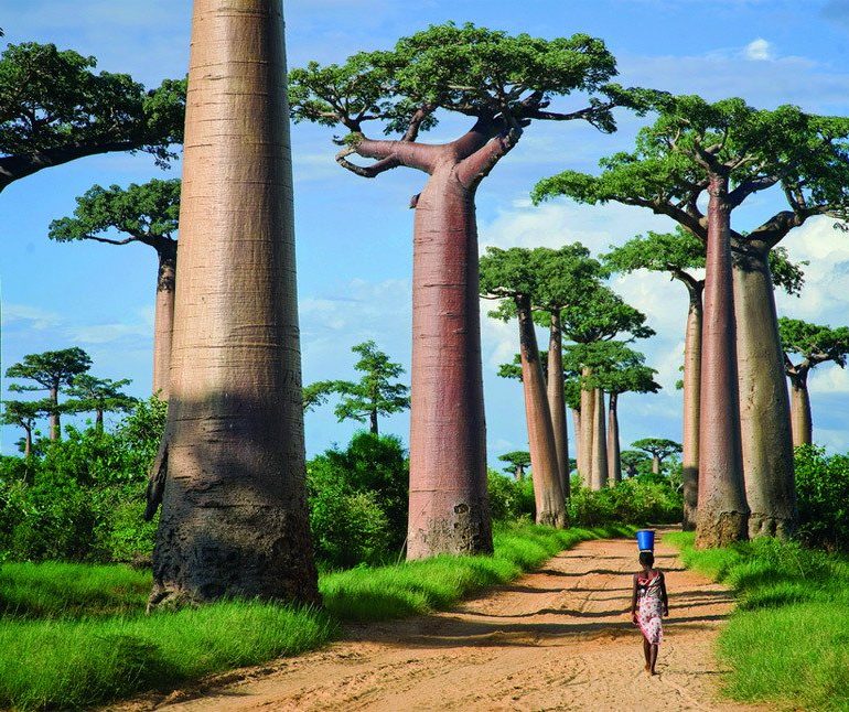Baobab wielkie drzewa puzzle online
