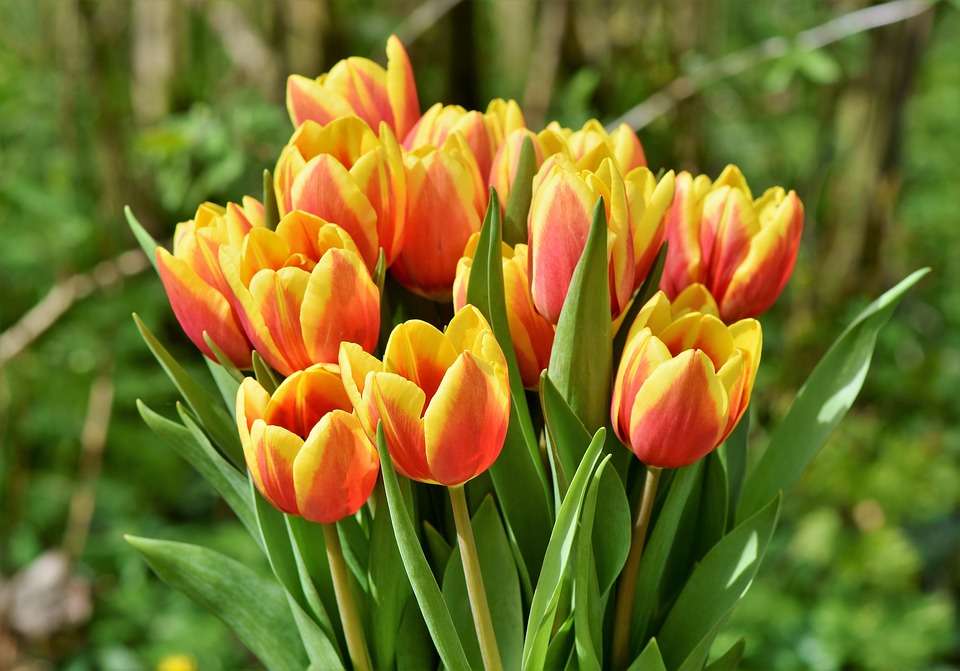 tulipan kwiat puzzle online
