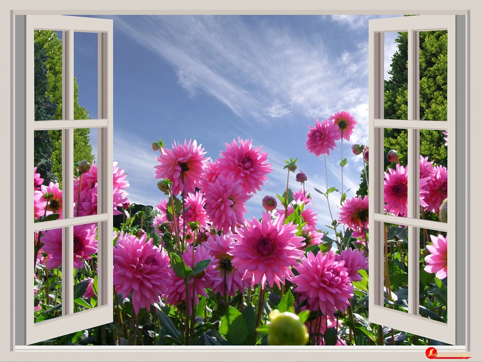 Różowe dalie za oknem. puzzle online