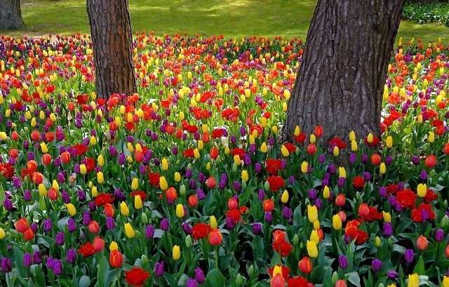 Kolorowe tulipany w parku. puzzle online