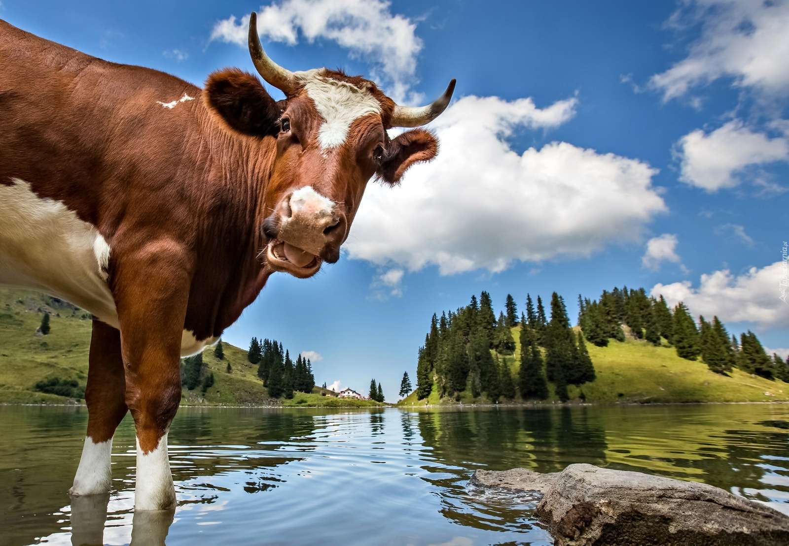 Krowa nad rzeką puzzle online