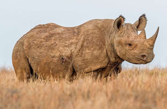 Rhinoceros on a walk puzzle