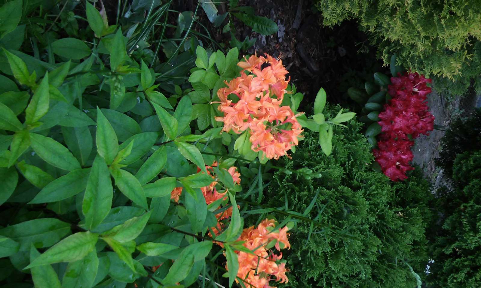rododendron, azalia puzzle online