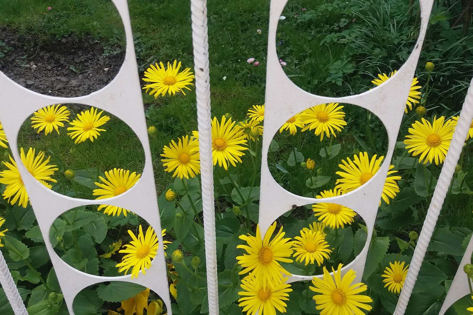 żółte kwiatki za płotem puzzle online