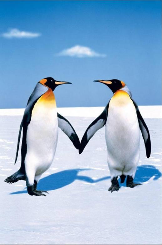 Para pingwinów puzzle online