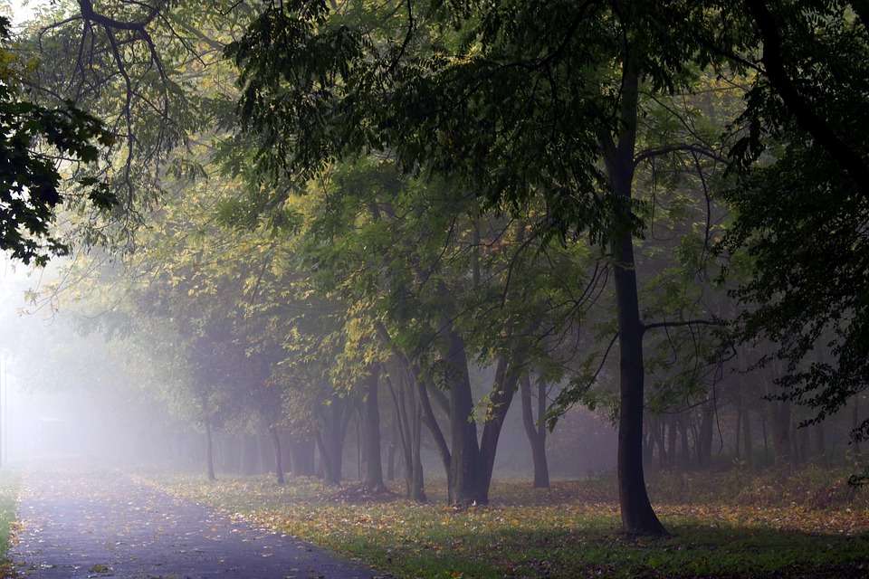 Mgła las drzewa puzzle online