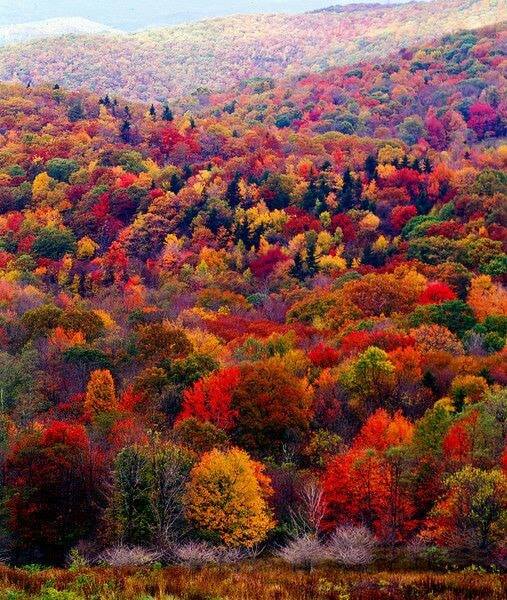 Drzewa kolorową jesienią, kolorowe liście jesienne puzzle online
