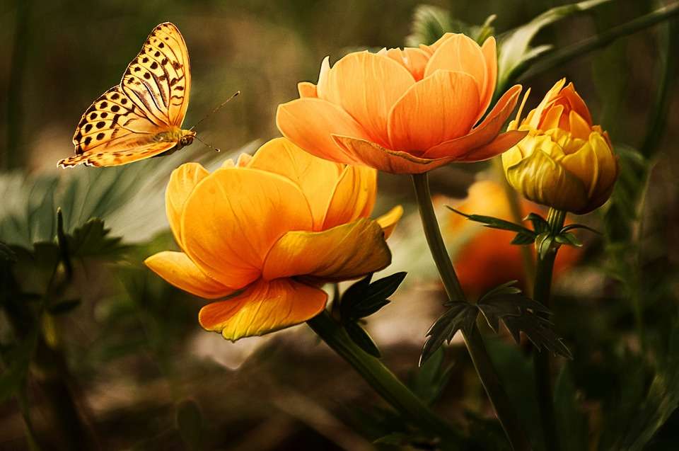 Żółty motylek puzzle online