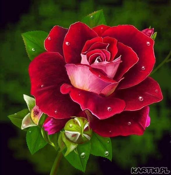 czerwona róża puzzle online